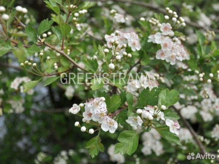 Боярышник обыкновенный