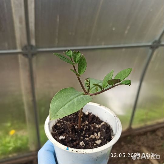 Кобея лазающая