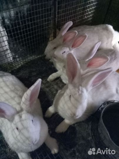 Кролик белый панон