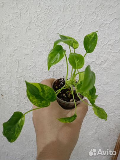 Филодендроны