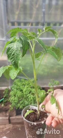 Рассада помидор