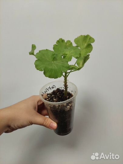 Пеларгония Oakfield