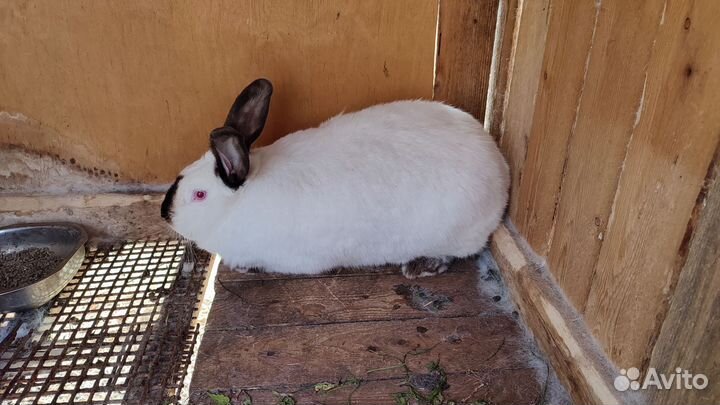 Калифорнийские кролики