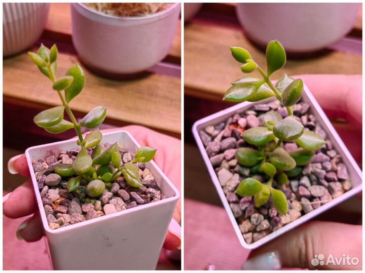 Суккуленты