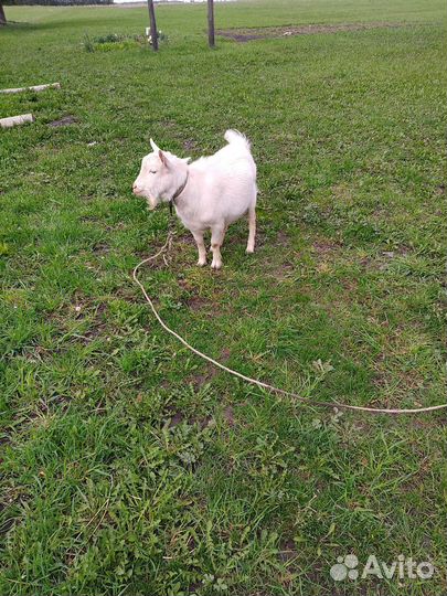 Козел зааненский, 7 месяцев