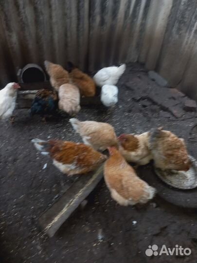 Куры мясно-яичная порода