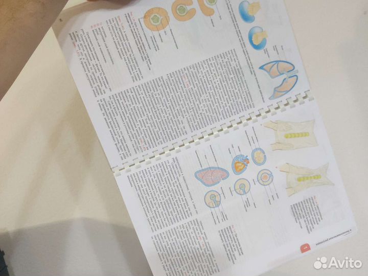 Анатомические поезда