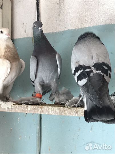 Продажа голубей