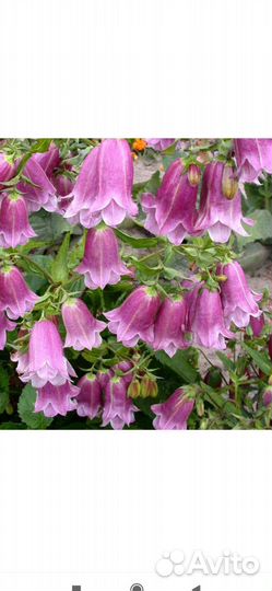 Колокольчик