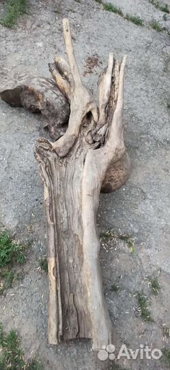 Арт объект из ствола сухого дерева