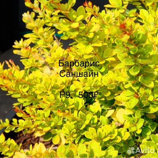Барбарис Голден Ринг и другие