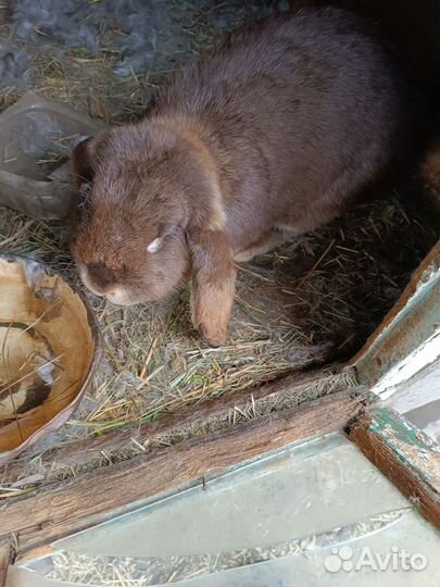 Кролики породы французский баран