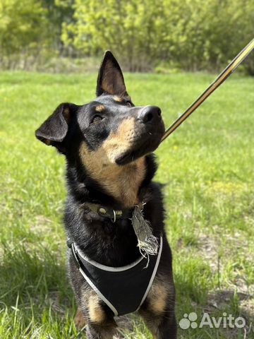 Обаятельный пес