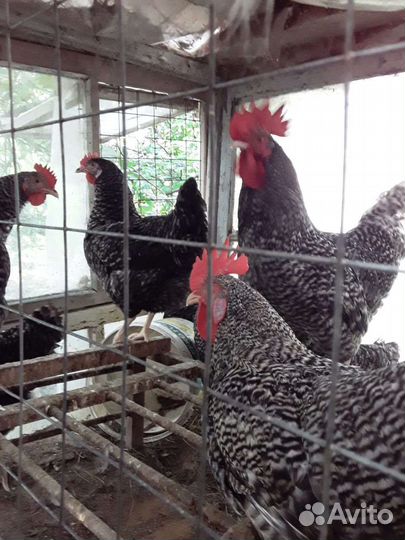 Петух породы доминант