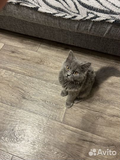 Британская кошка
