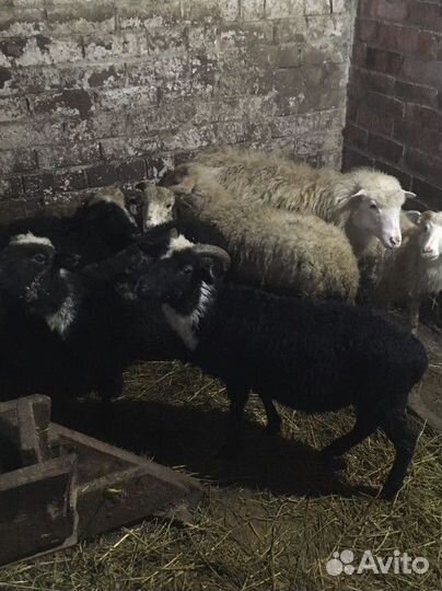Овцы бараны ягнята
