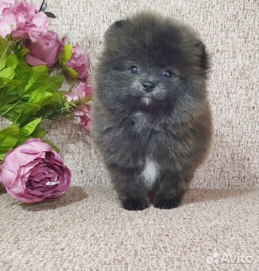 Померанские шпицы