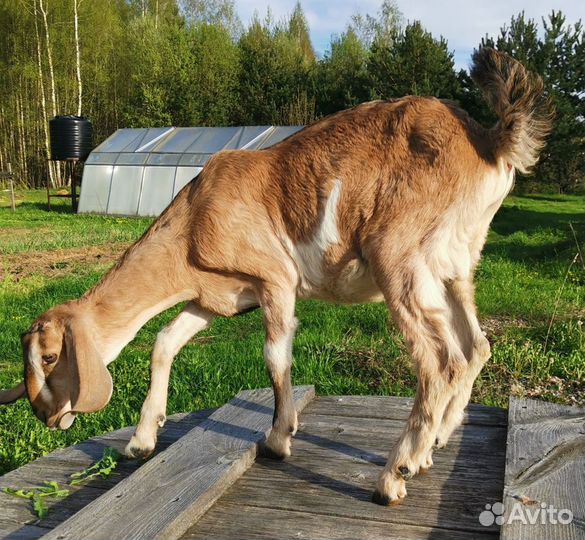 Англо нубийские козлята