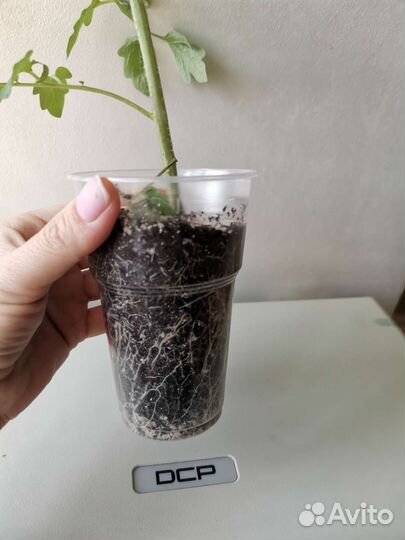 Рассада Помидор Перца