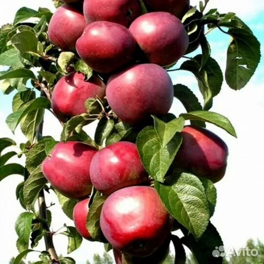 Яблоня колоновидная Московское Ожерелье