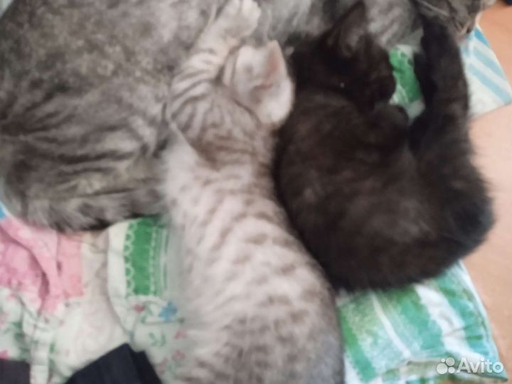 Кошки бесплатно