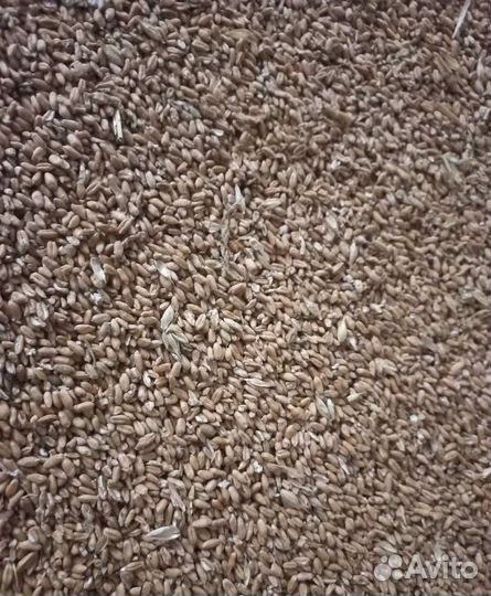 Кормовой овёс, Кормовой овёс на корм/посев