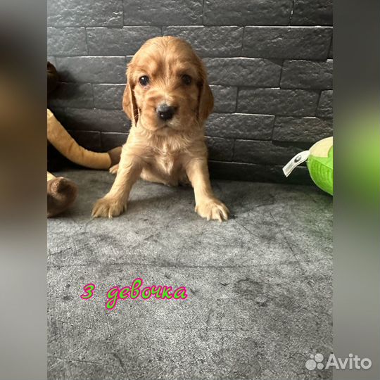 Щенки английского кокер спаниеля