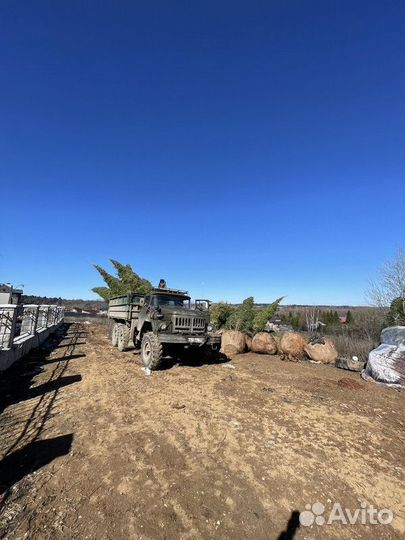 Ель обыкновенная, крупномер