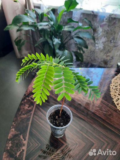 Тамаринд (индийский финик)