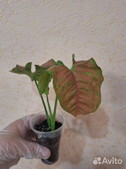 Сингониумы сортовые