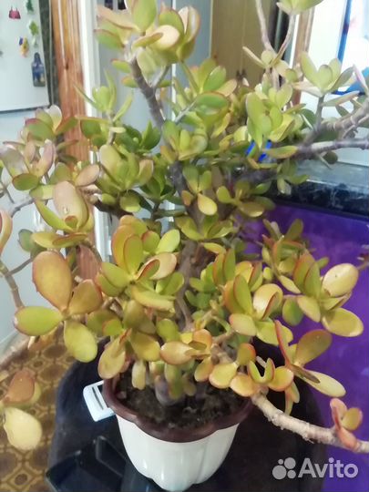 Денежное дерево