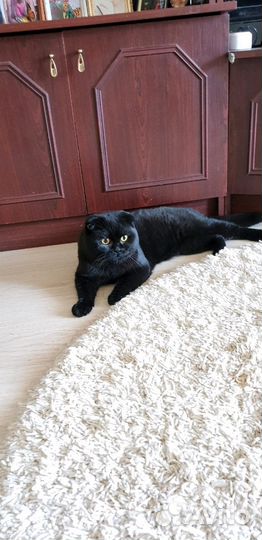 Шотландская