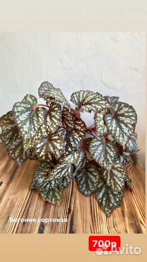 Комнатные растения разные