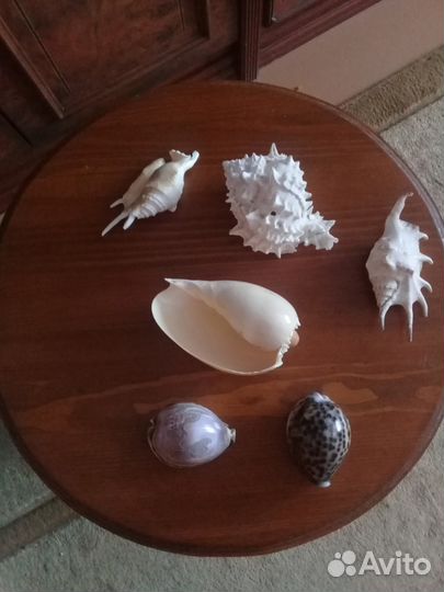Ракушки морские