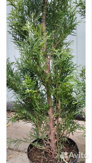 Туи западные смарагд. 4-х летки