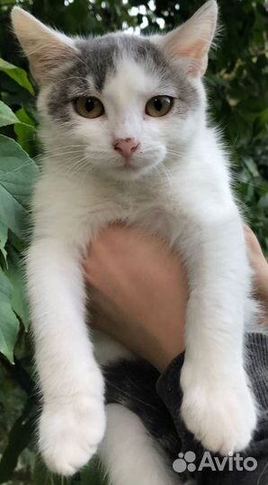 Котёнок бесплатно