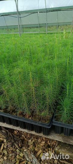 Саженцы сосны зкс от производителя