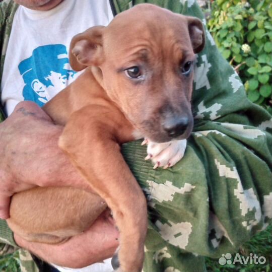 Девчонки ам стаффа