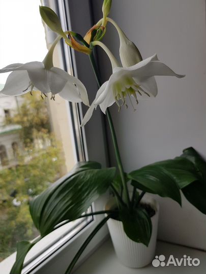 Эухарис амазонская лилия