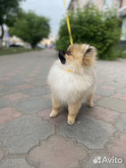 Немецкий шпиц