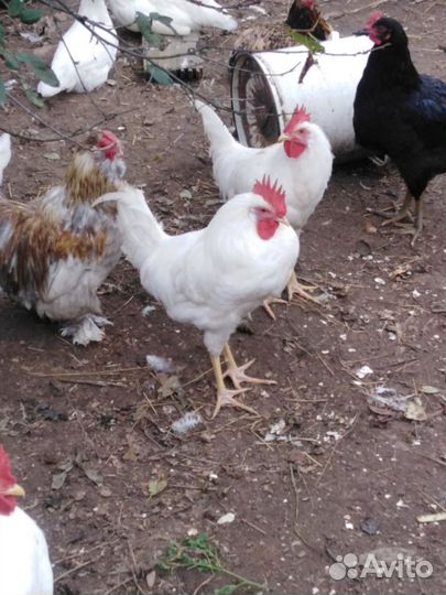 Петухи