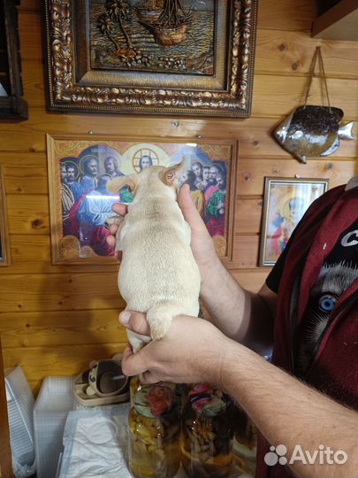 Французский бульдог щенки с документами