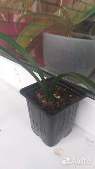 Комнатные цветы