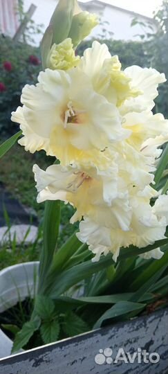 Гладиолусы махровые на срез для букета