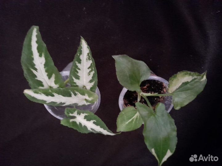 Комнатные цветы