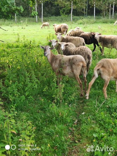 Катумские чистокровные овцематки