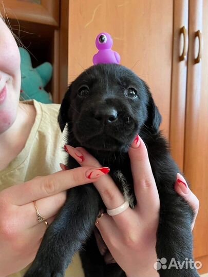 Лабрадор для вязки