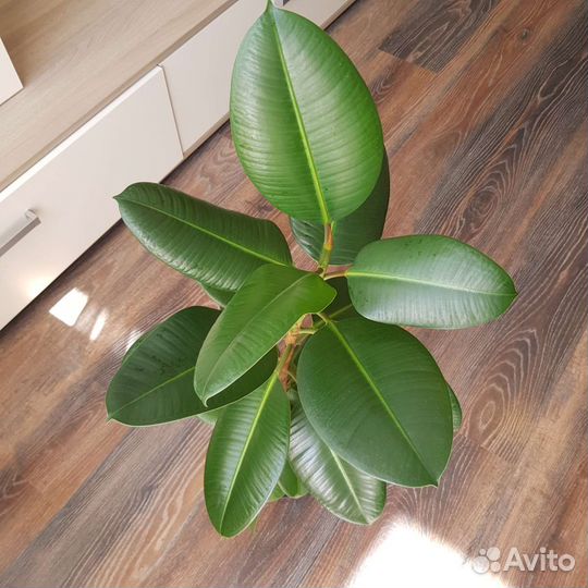 Фикус эластика