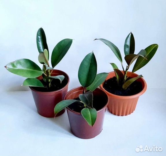 Фикусы в горшках в ассортименте