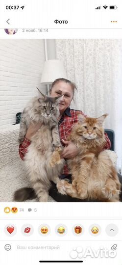 Котята Мейн-кун полидакт